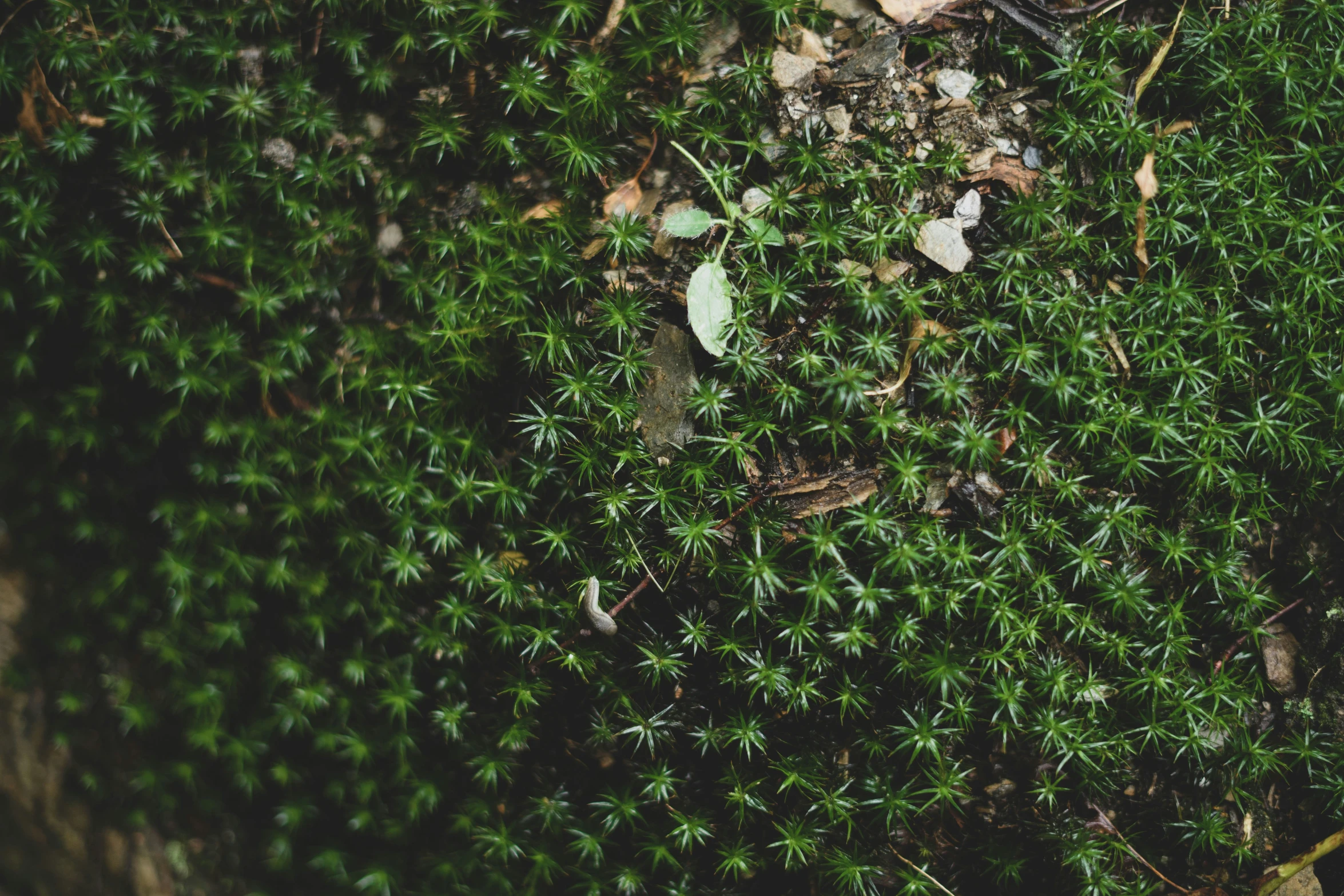 a bunch of leaves sitting in the grass next to a forest