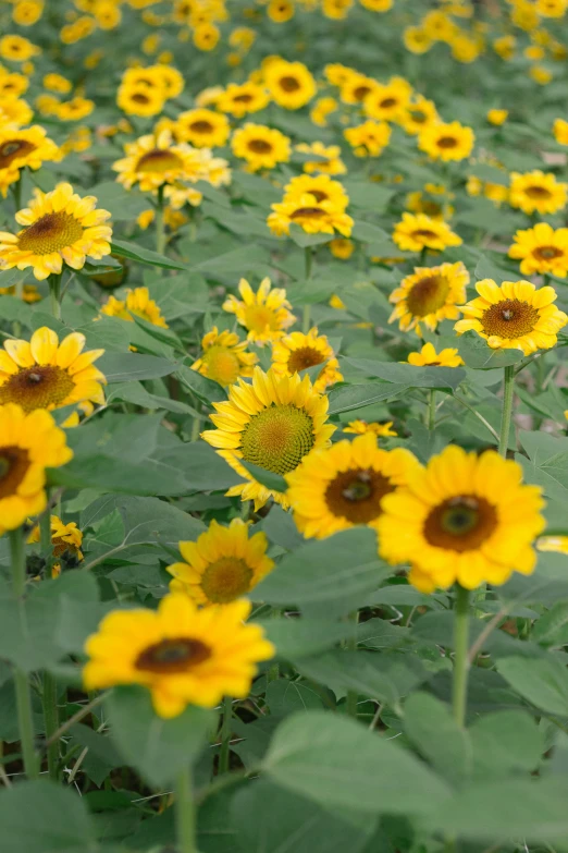 the sunflowers are blooming together in the field