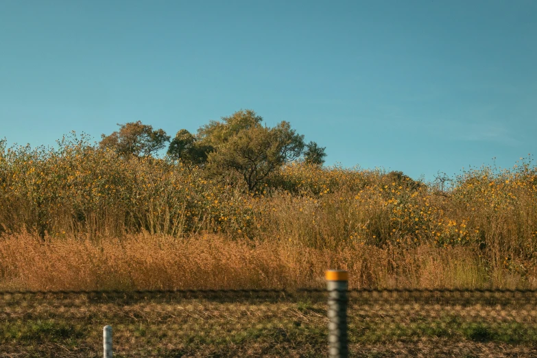 a yellow stop sign on a wire fence near some tall grass