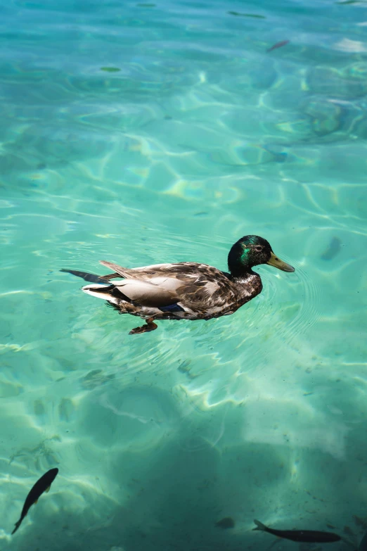 a duck swimming in a blue green water