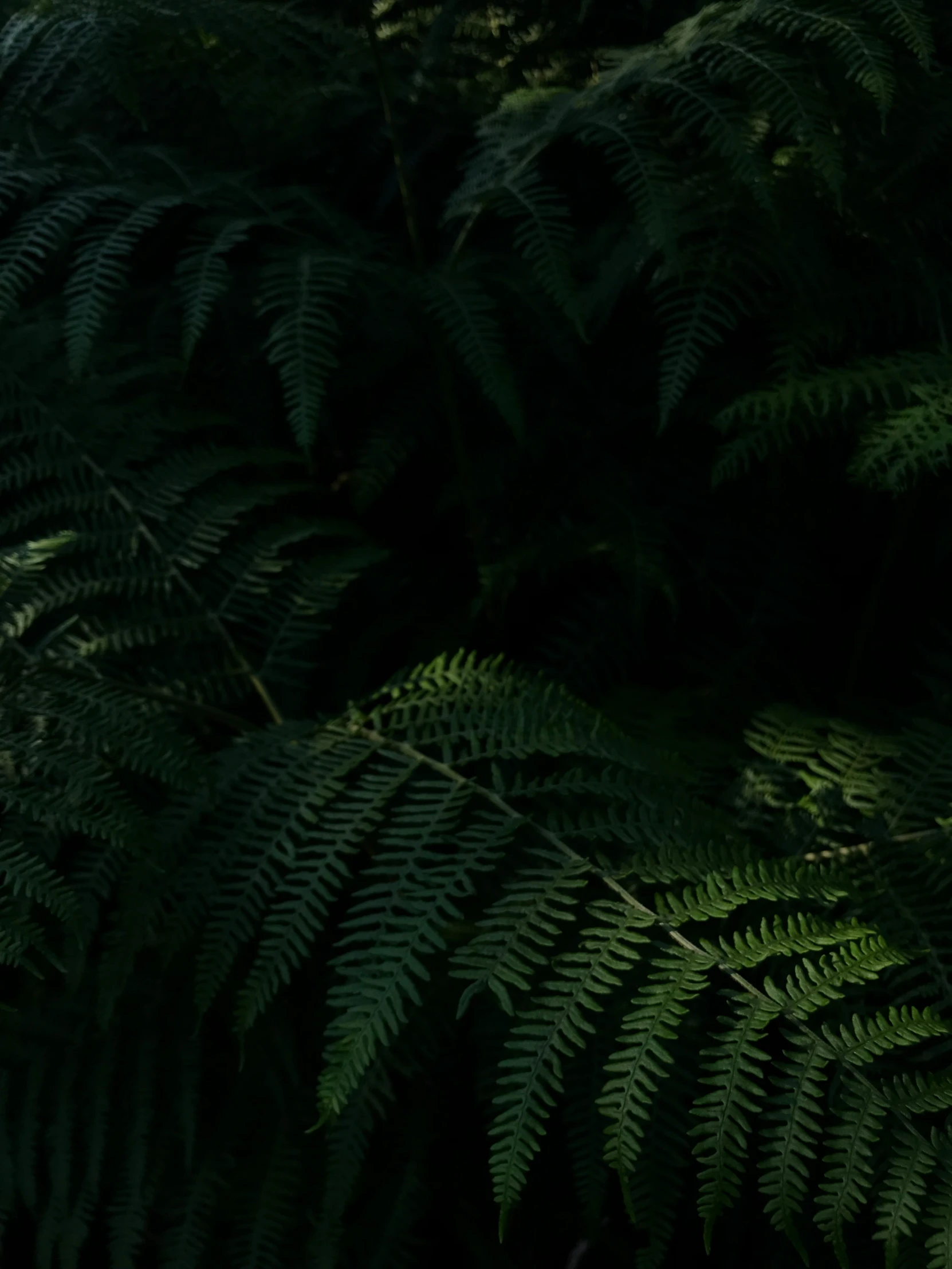 an animal sitting in the midst of some foliage