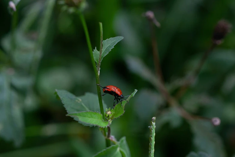 a red bug sitting on a green leaf in the rain