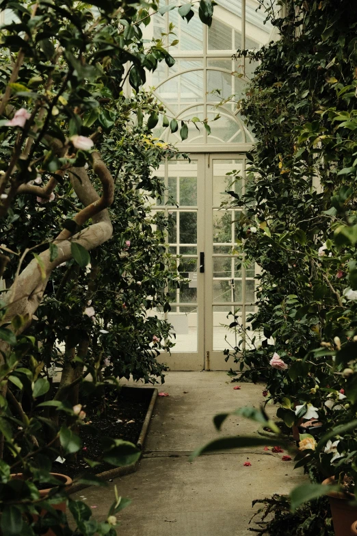 the green house has plants and other greenery