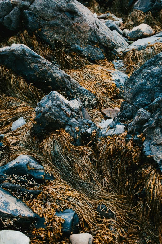 rocks and grass surrounded by large rocks and dry grass