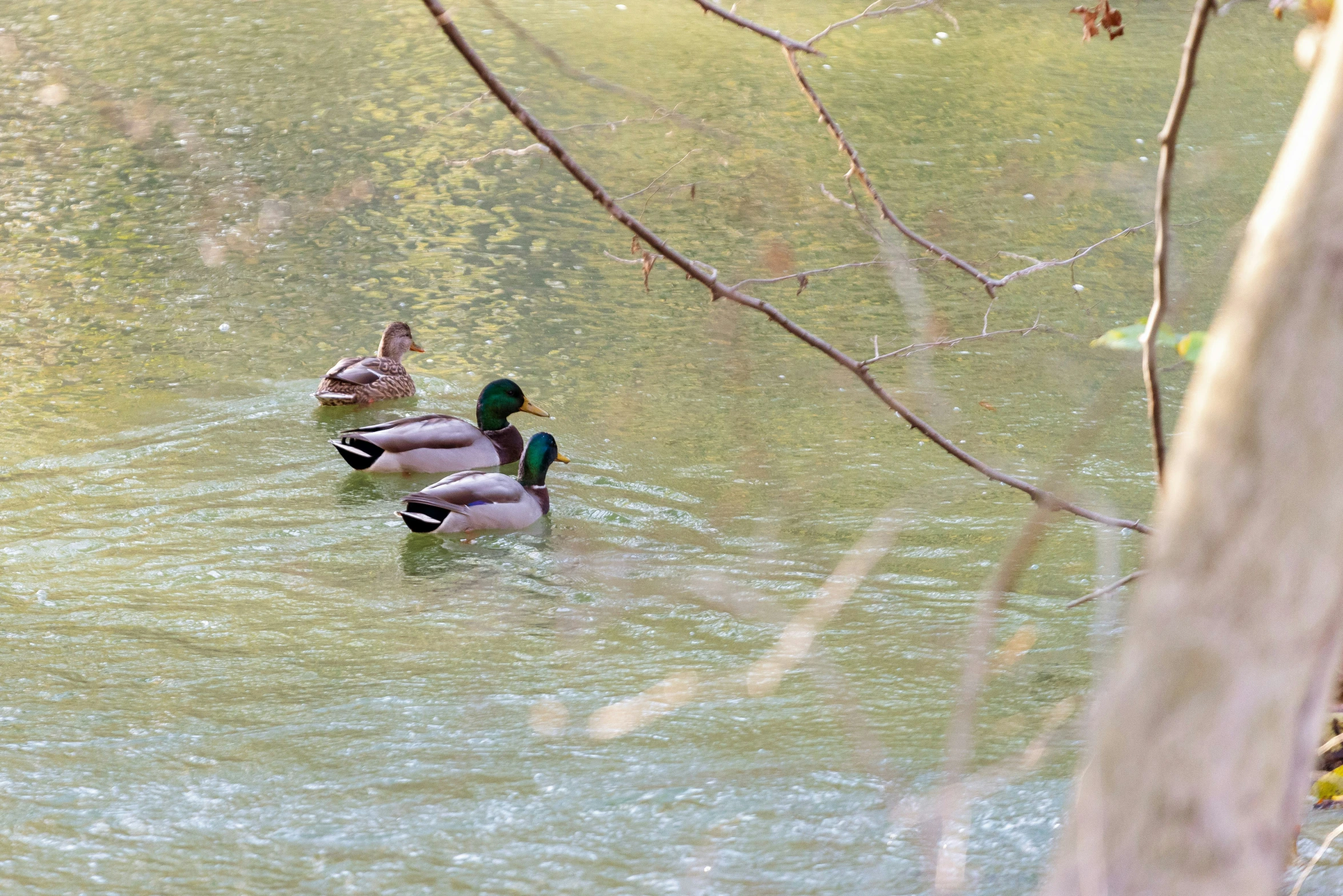 three ducks swimming around in the water