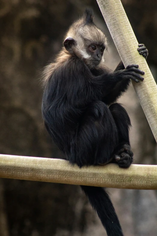 a small monkey sitting on the tree limb