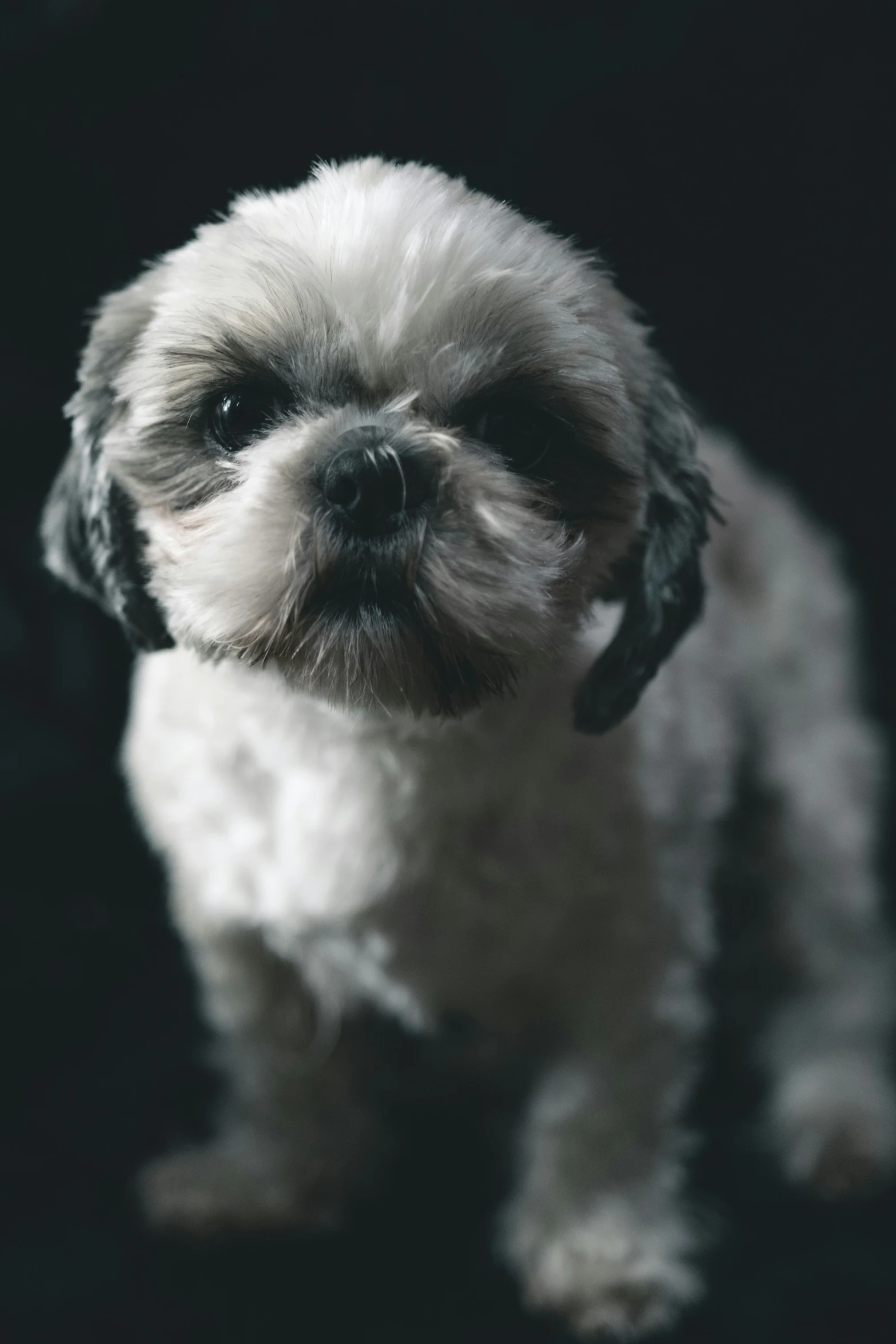 a small dog stands close up looking at the camera