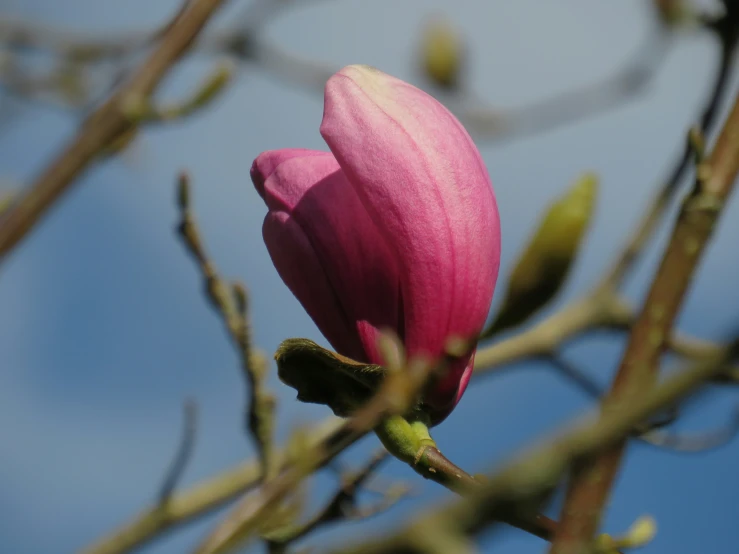 a pink flower budding from a leafless tree