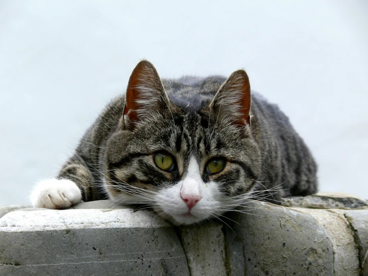 a tabby cat resting on top of a brick wall