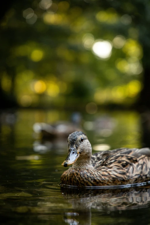 two ducks are swimming in a body of water