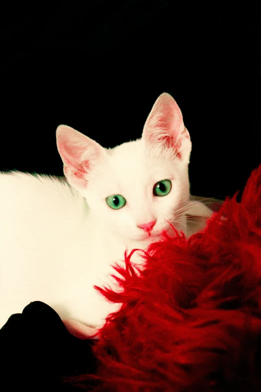 a white cat with blue eyes sitting on a red chair