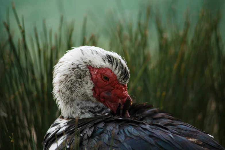 a bird with red comb is perched among tall grass