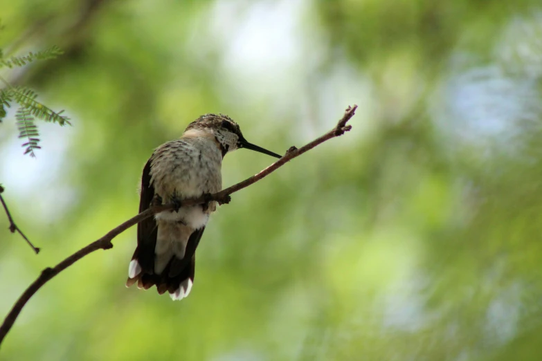 a small bird perched on top of a thin nch