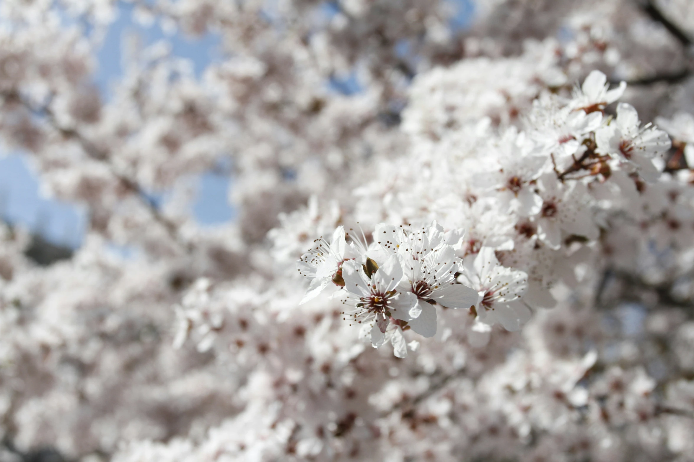 white and light purple flowers that appear to be blossoming