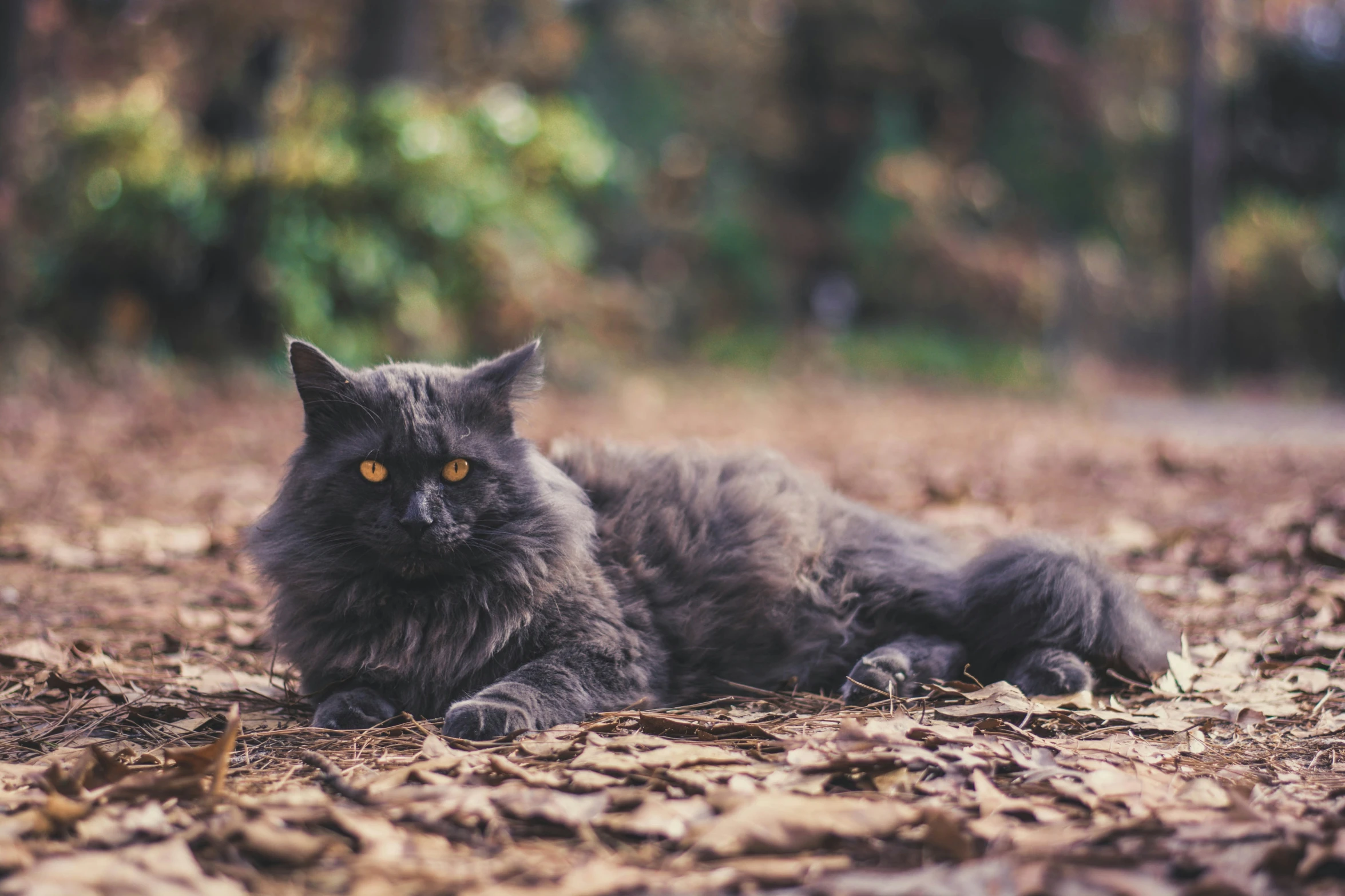 a gray cat laying in the leaves of a forest