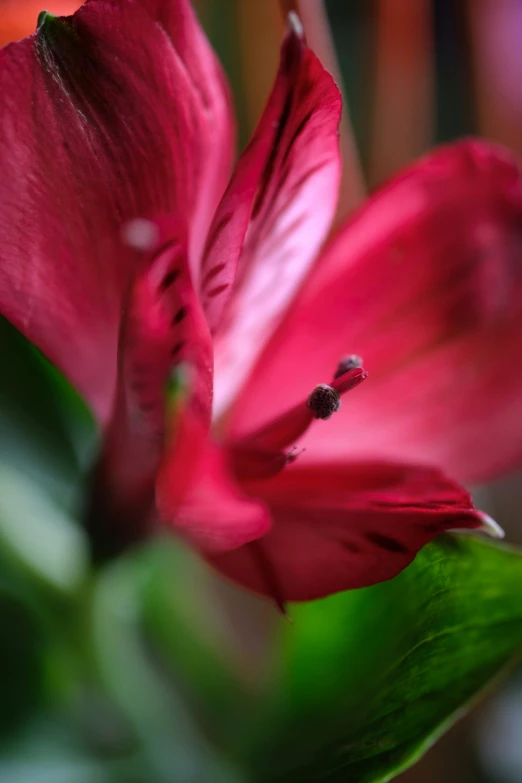 closeup of red flowers and greenery in closeup