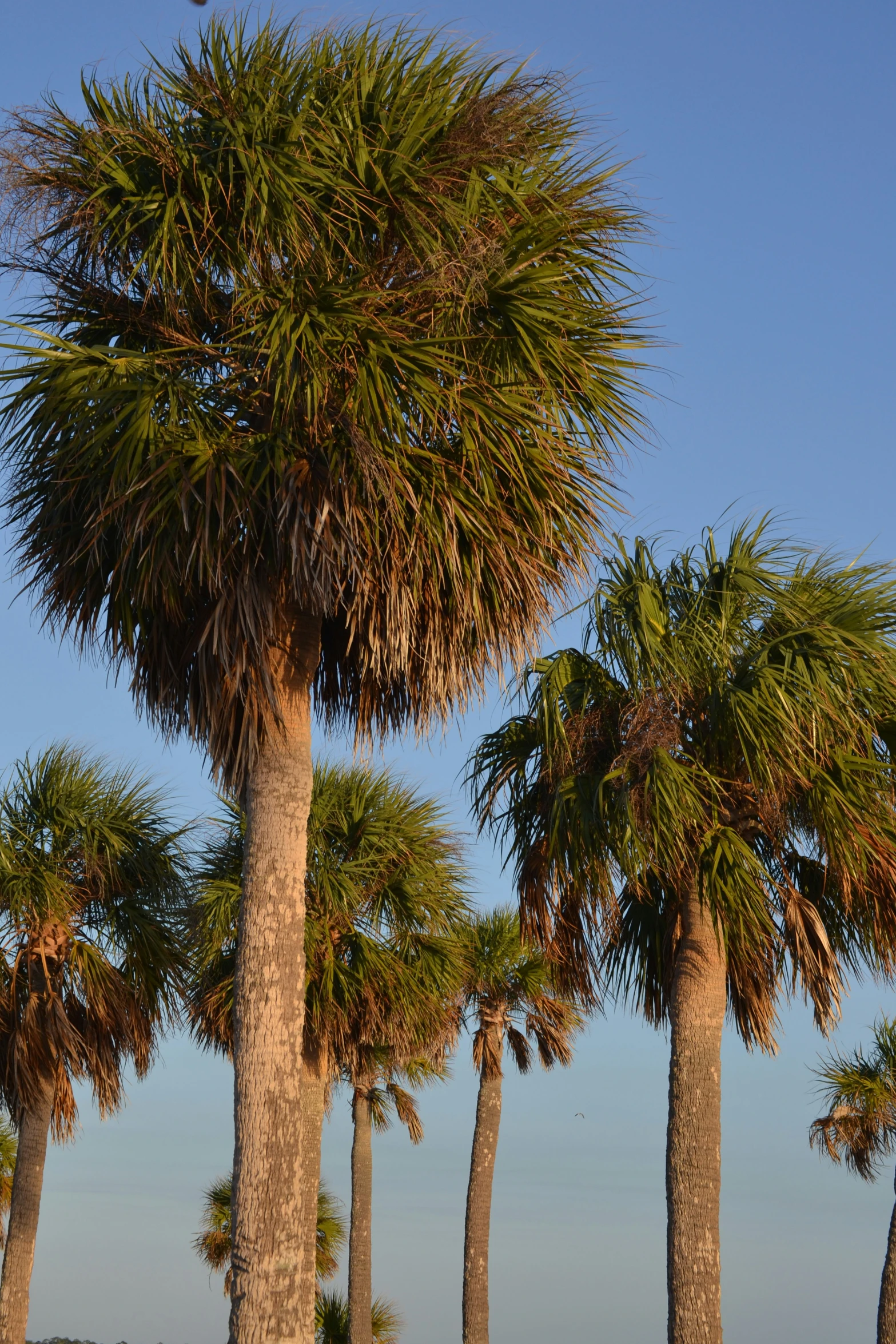 some very pretty trees by the water and sky