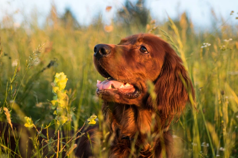 a brown dog sits in a field with tall grass and flowers