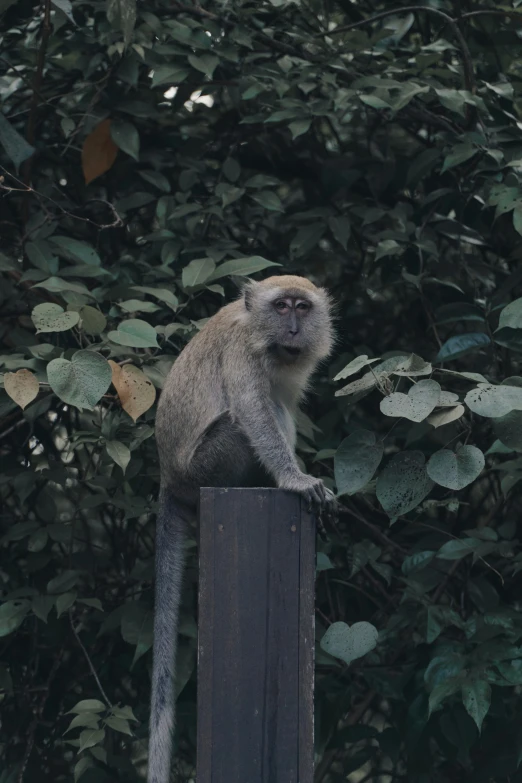 a monkey is sitting on top of a fence