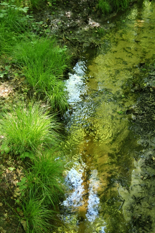 a stream running through a lush green forest