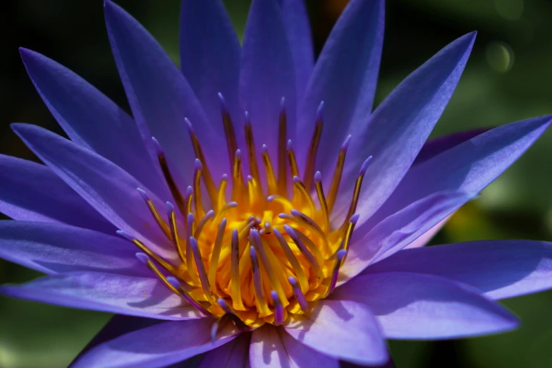 a single blue water lily in bloom