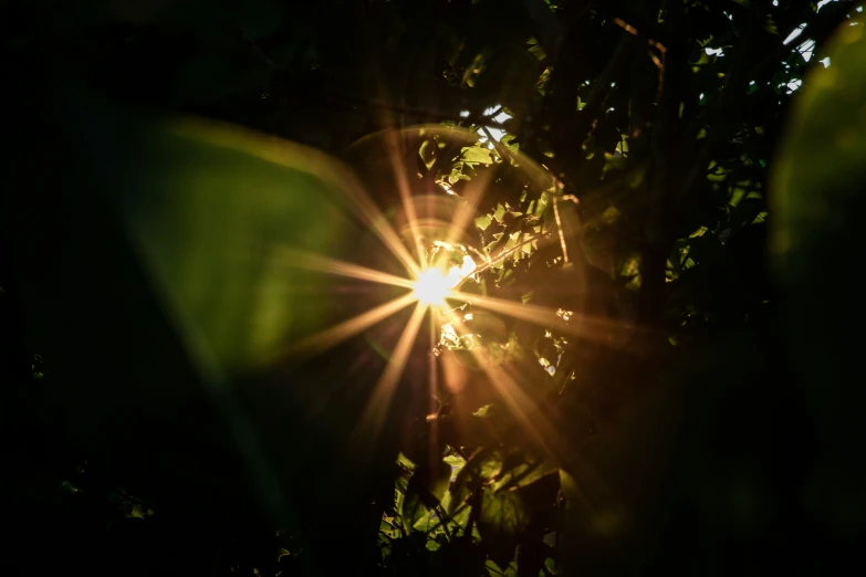 the sun shines brightly through leaves as it peeks in the trees