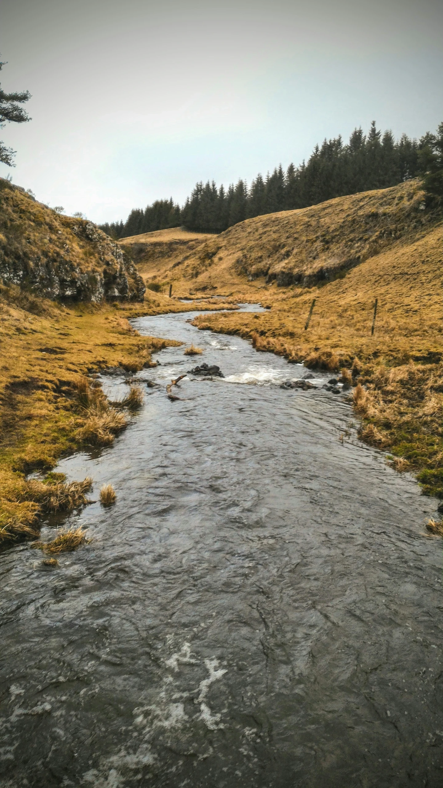 small stream in an open grassy field with trees