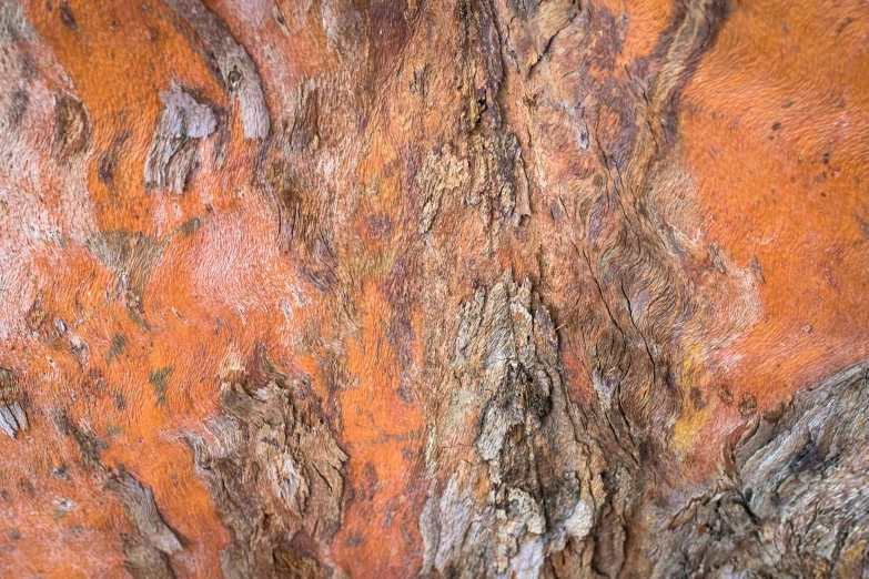 closeup of rock and bark in the mountains