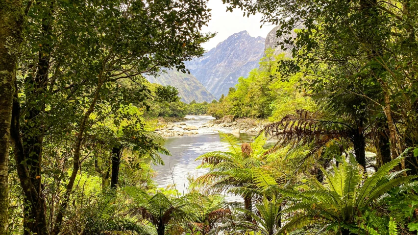 river surrounded by trees with mountains in the background