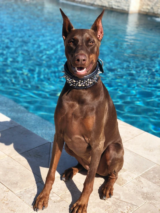 the brown dog is standing near a pool