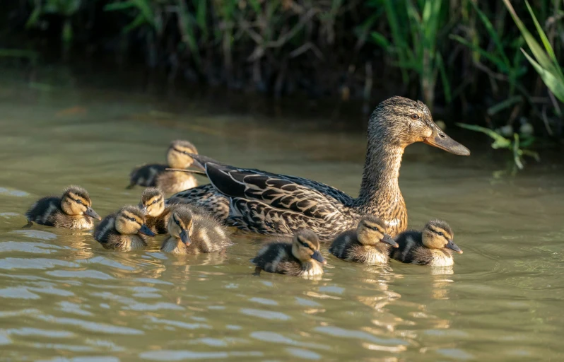 an adult duck with her young ducklings in the water