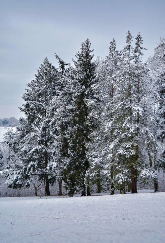 snowy tree in the distance in front of snow covered mountain range