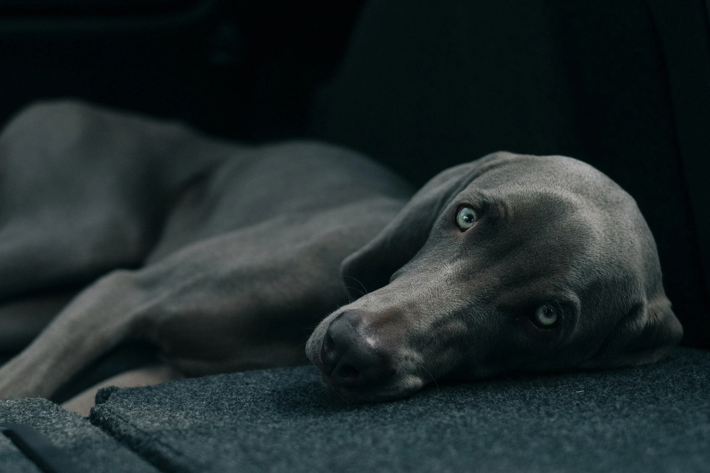 a black dog is lying down in a car