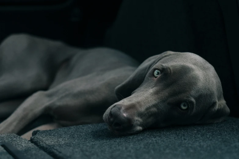 a black dog is lying down in a car