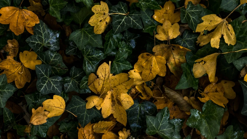 a bunch of yellow leaves in a pile