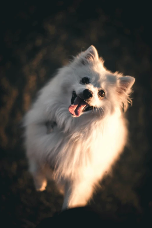 the small white dog is standing on his hind legs