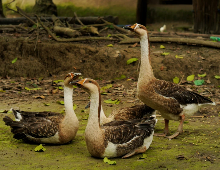 a group of geese walking around together