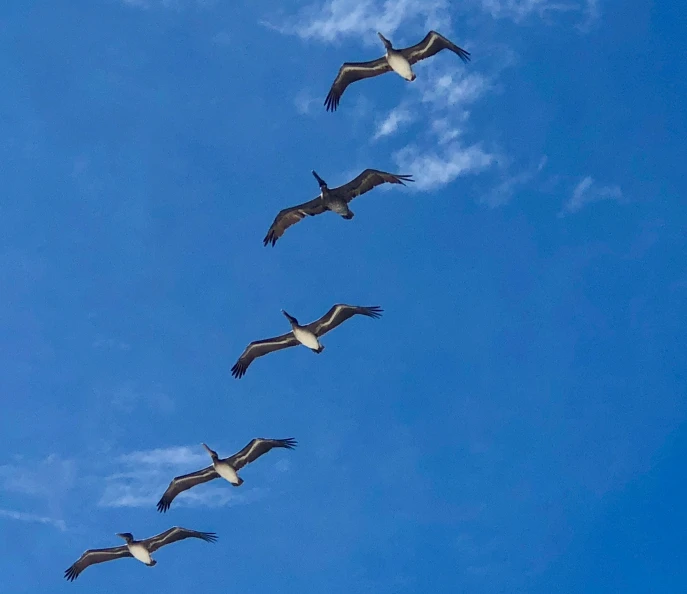 birds fly in formation against the blue sky