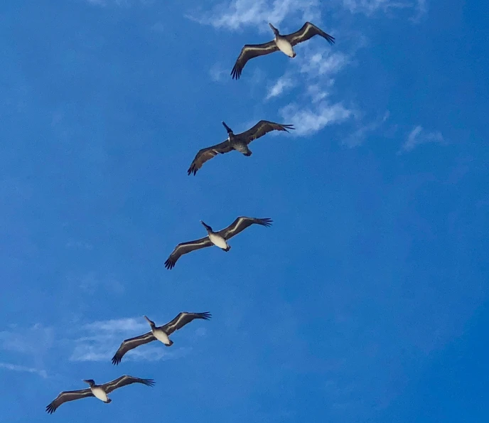 birds fly in formation against the blue sky