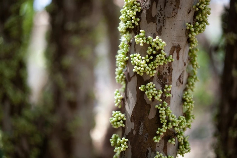 many small, green fruits growing on the bark of a tree