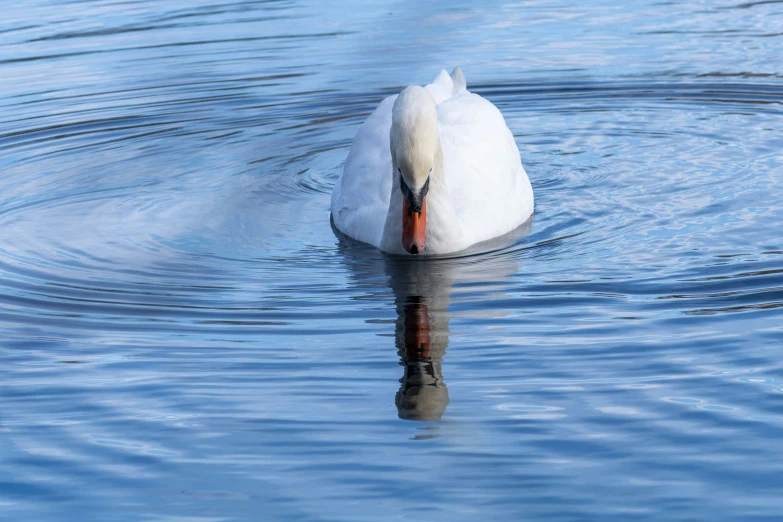 a large white duck floating on top of a lake