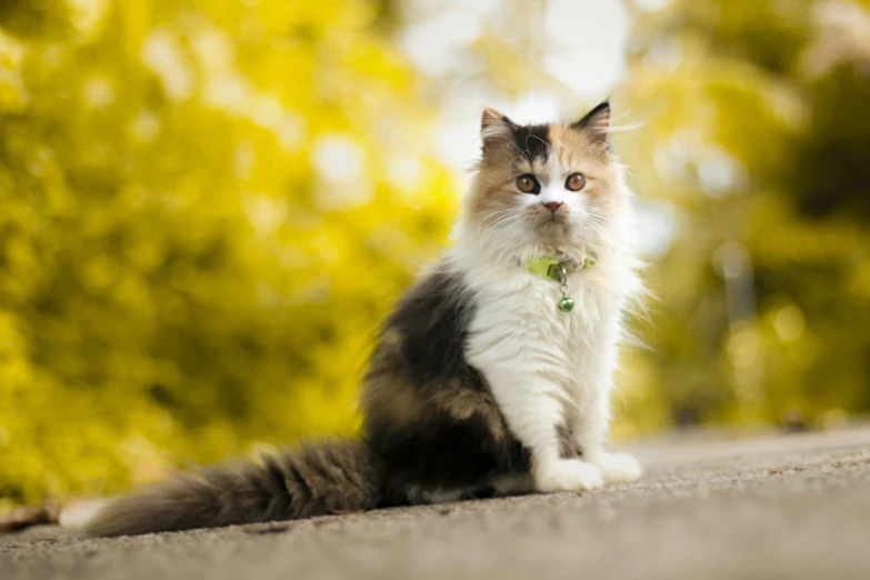 the small cat is sitting down and outside