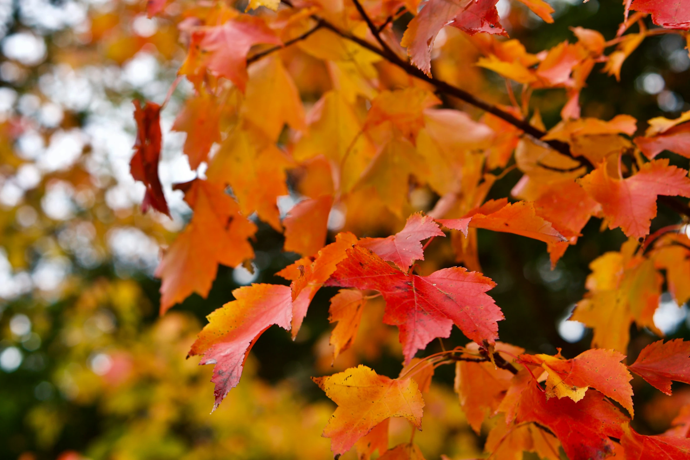 autumn foliages are changing color in the autumn