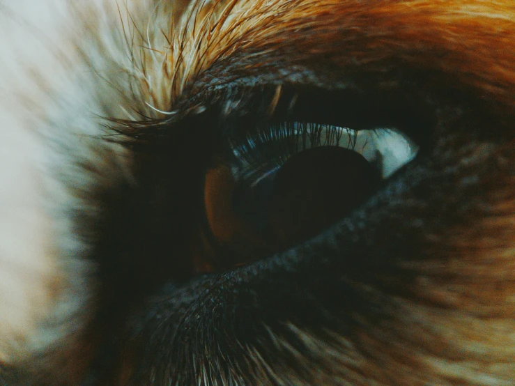 an animal's eye that looks as if it have blue eyes