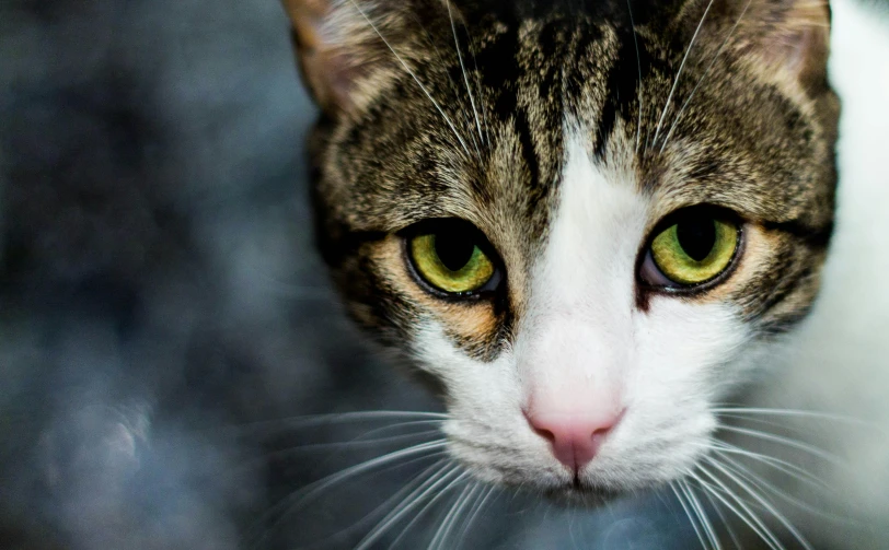 the small cat has big green eyes and is looking at the camera