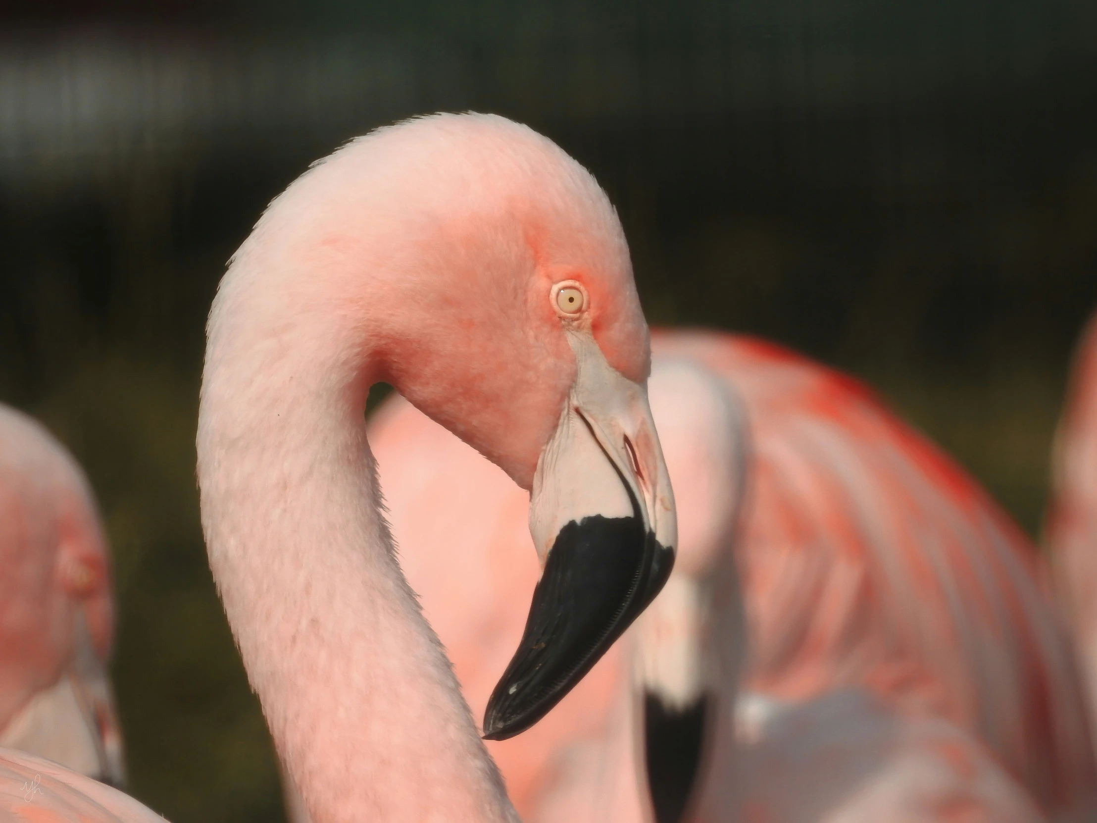 the flamingo is laying down and staring at soing