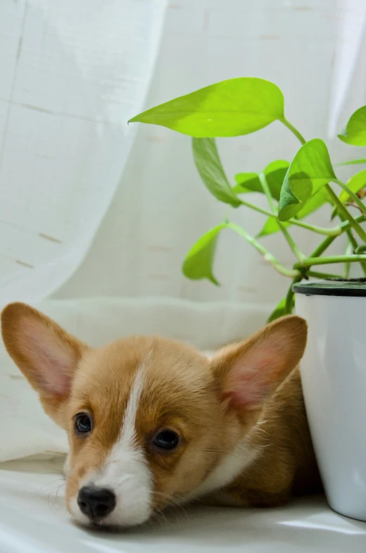 small brown and white puppy next to potted plant