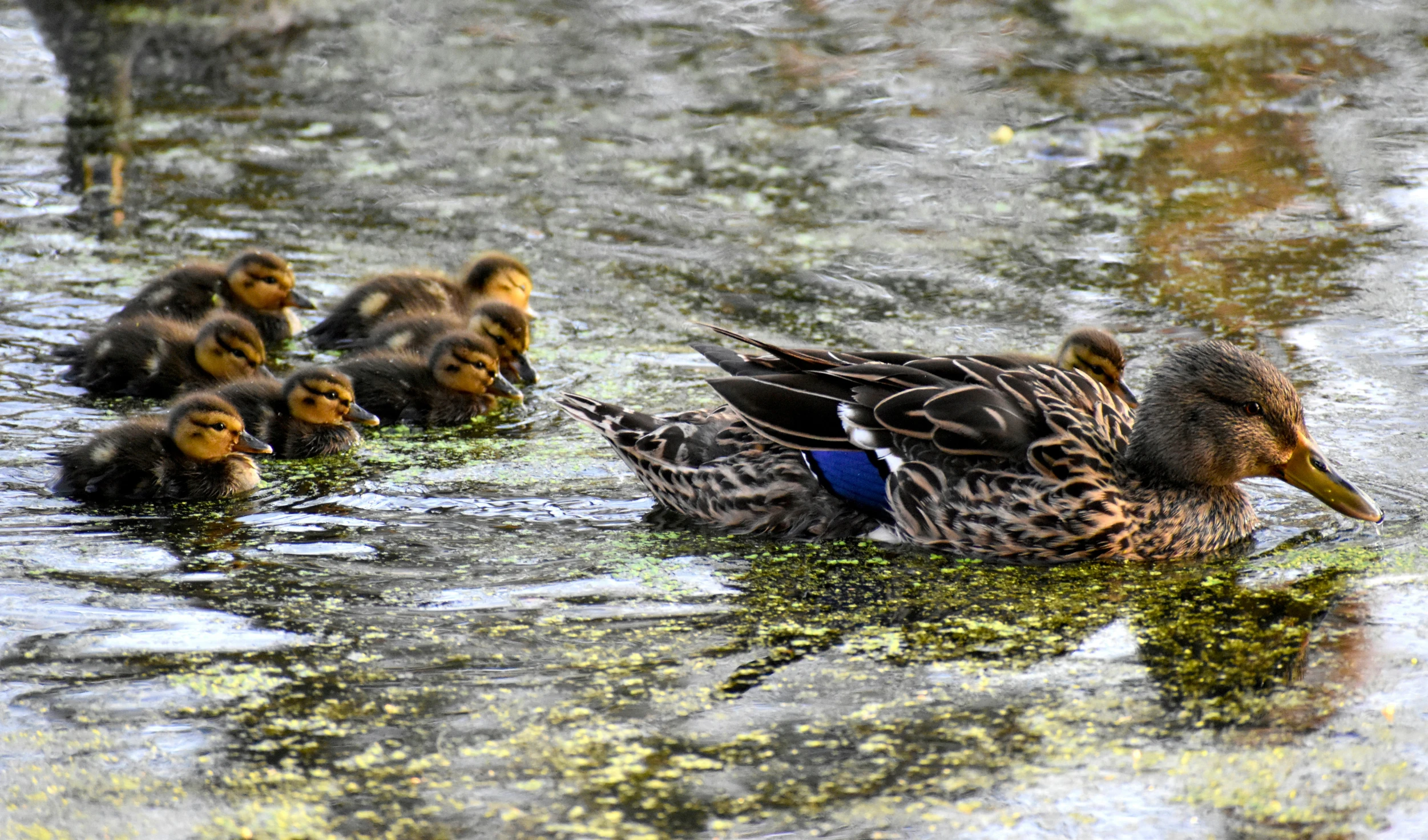 a group of ducks swim across the water