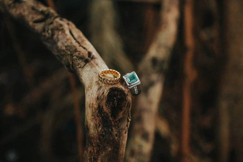 the rings are displayed on a tree nch