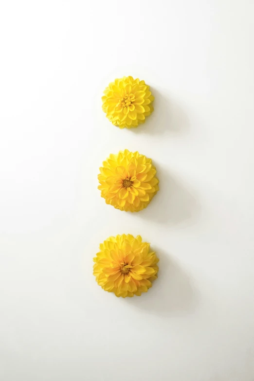 three yellow flowers in an arrangement on a white surface